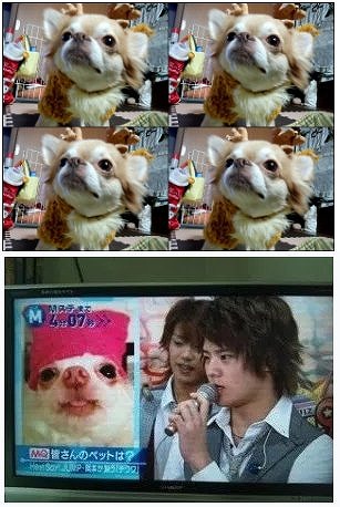 有村架純がブログで投稿したチワワの写真と、岡本圭人が紹介した愛犬の写真を並べた画像