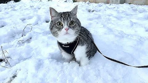 雪の上を散歩しているもちまるの写真画像